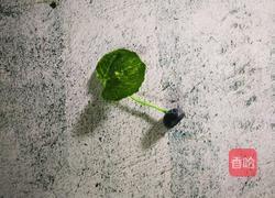 螃蟹苹果的做法图解6