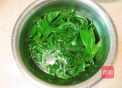 凉拌桑叶芽的做法图解6