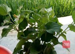夏日轻 食凉拌折耳根 的做法图解1