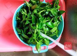 凉拌田七菜的做法图解2