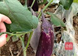 青椒蒜香茄子的做法图解1