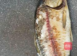 野生鲤鱼豆腐汤的做法图解4