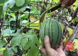 西瓜冰粉的做法图解6