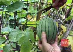 西瓜果冻的做法图解1