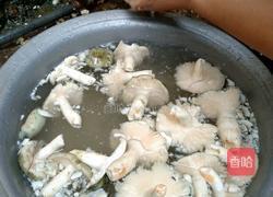烩炒青头菌(家庭版)的做法图解2