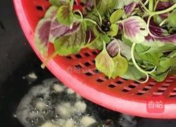 清炒红苋菜的做法图解4