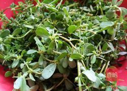 鸭红马齿苋的做法图解1