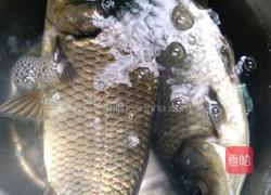 土鲫鱼豆腐汤的做法图解1