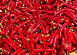 湖南刀豆剁椒酱的做法图解2