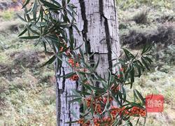 沙棘汁的做法图解2