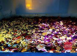 玫瑰桂花阿胶糕的做法图解13