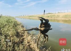 清蒸螃蟹的做法图解1