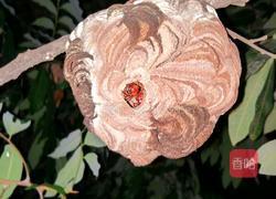 油炸蜂蛹的做法图解1