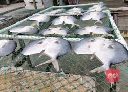 清蒸金鲳鱼干的做法图解2