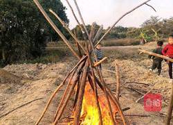 农家土窑鸡的做法图解2