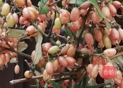胡颓子(羊奶子)果酱的做法图解1