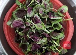 蒜香虾皮红苋的做法图解2