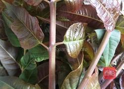 嫩香椿炒鹅蛋的做法图解1