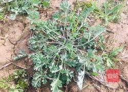 艾叶粑粑的做法图解1