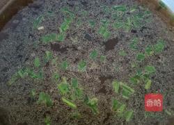 小白菜丸子汤的做法图解5