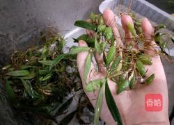 石橄榄鲍鱼排骨的做法图解1