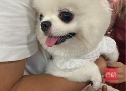 咖喱五花肉的做法图解1