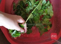 枸杞叶瘦肉汤的做法图解3