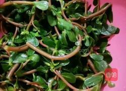 凉马齿笕的做法图解6