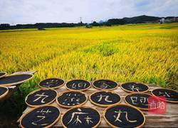 九蒸九晒黑芝麻丸的做法图解4