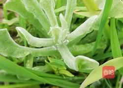 清明菜粑粑的做法图解1