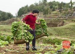 自制酸菜做酸菜鱼总共花费不到20块在家就能做的做法图解1
