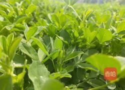 苜蓿鸡蛋饼的做法图解1