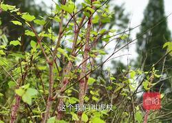 野菜酸筒秆炒肥肠 酸辣有嚼劲很下饭的做法图解1