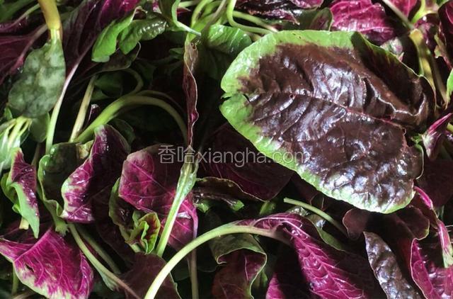 苋菜摘洗干净，沥水备用