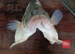 松鼠鳜鱼的做法图解2