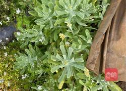 清明菜粑粑的做法图解1