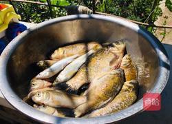 鲫鱼豆腐汤的做法图解1