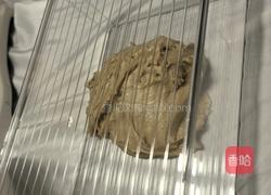 全麦吐司的做法图解5