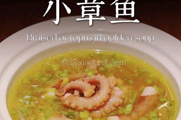 金汤小章鱼