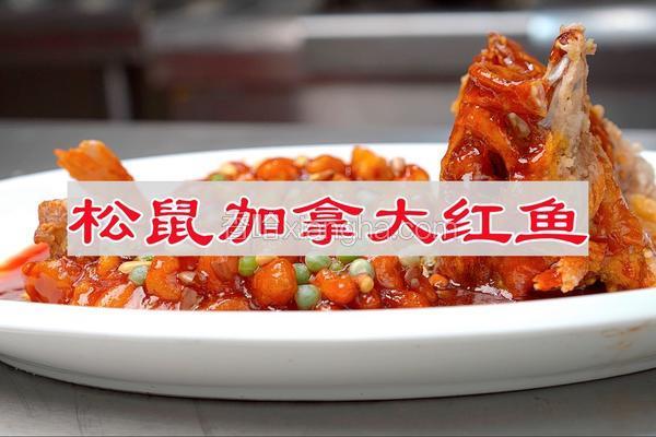 松鼠加拿大红鱼