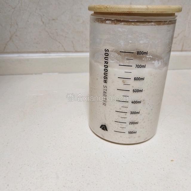 低温发酵好的波兰种