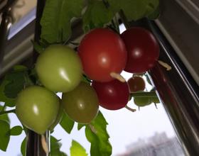 手機隨拍，記錄生活