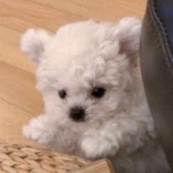 微博用戶(hù)2068006