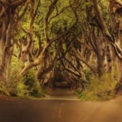 藝碩超級(jí)甜9yGC