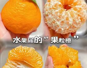 柑橘[图]