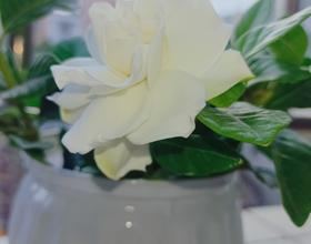 桅子花[图]