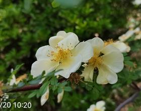 看花[图]