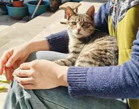 猫咪[图]