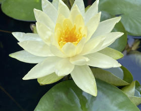 漂亮的花[图]