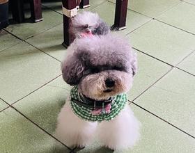 小狗狗[图]